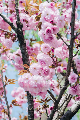 盛开的粉红樱花图片(15张)