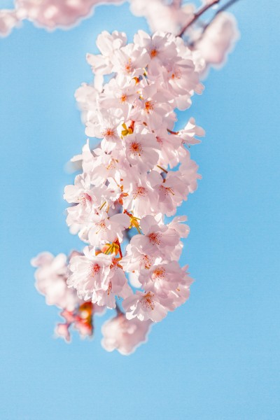 淡粉色的樱花图片