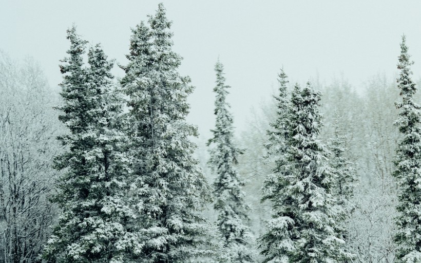 美丽的雪松图片