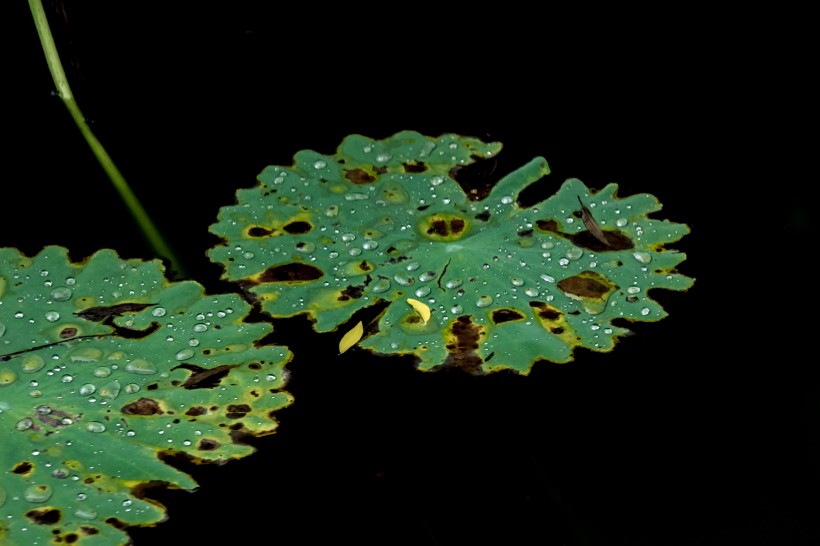 雨后池塘中的荷叶图片