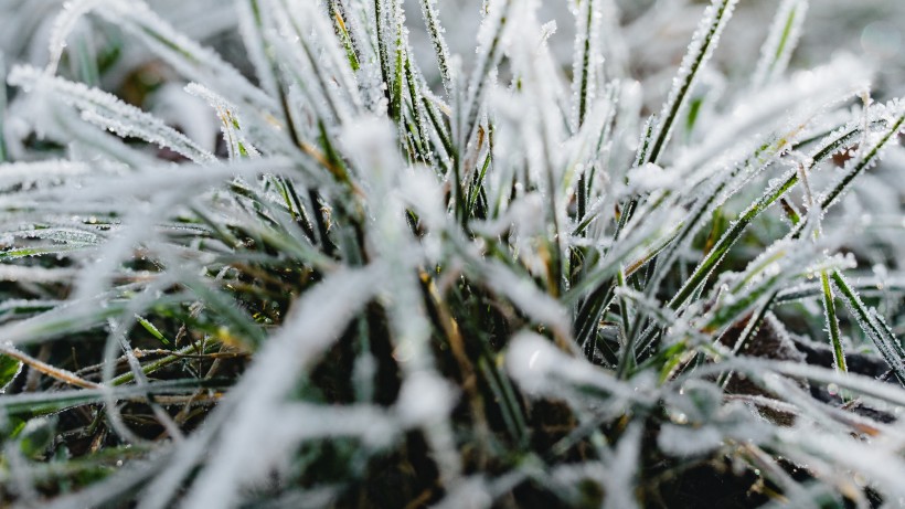 冰雪覆盖的植物图片