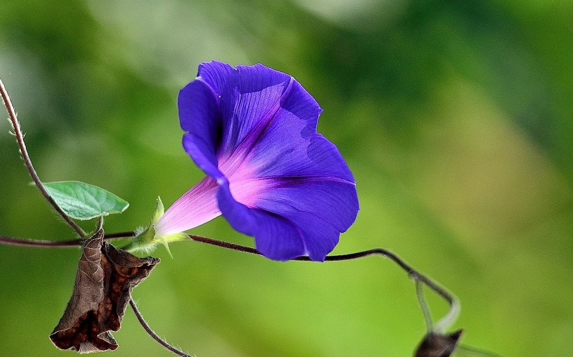 牵牛花图片