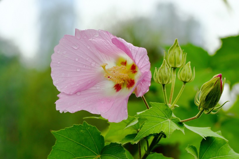 纯洁的芙蓉花图片