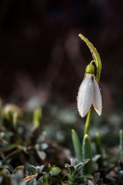 雪滴花图片