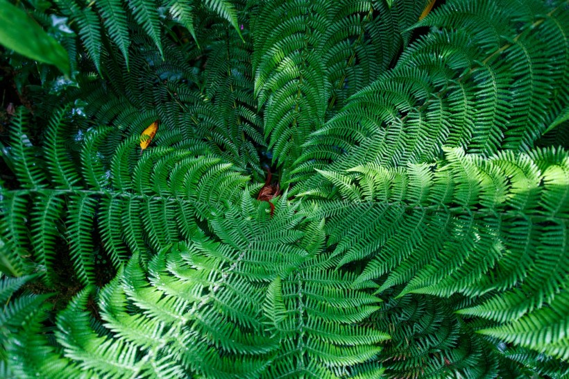 绿色蕨类植物图片