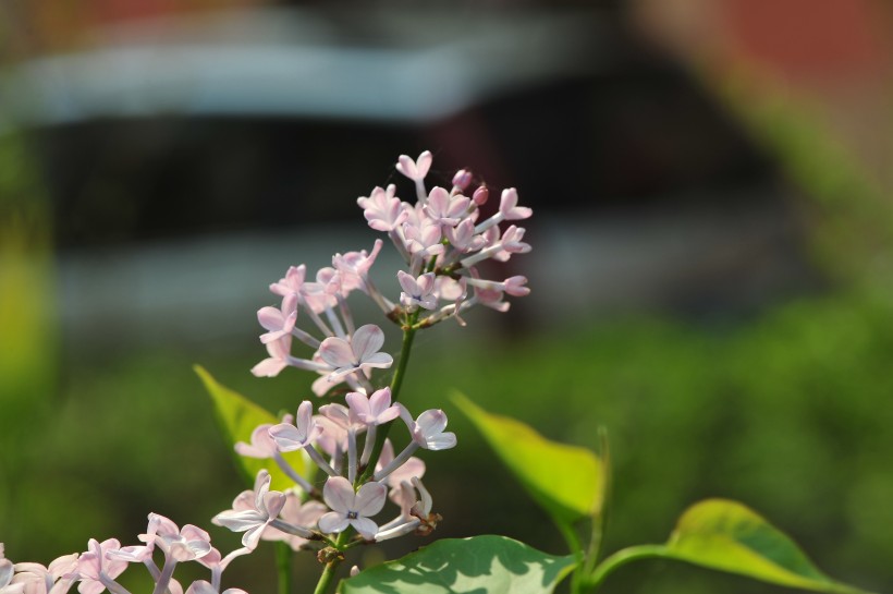 淡紫色丁香花图片