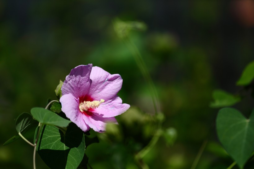 木槿花图片