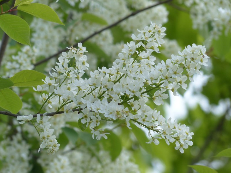 白色杏花图片