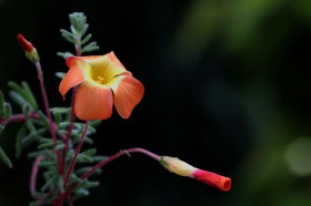 各种颜色的酢浆草花图片(15张)