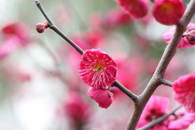 盛开的红梅花图片