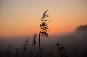 漂亮柔韧的芦苇图片(11张)