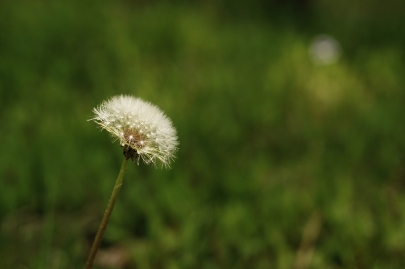 毛绒绒的蒲公英图片