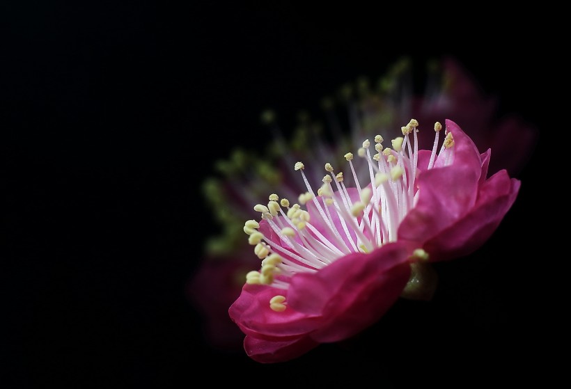 红梅花图片