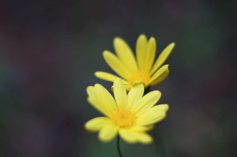 黄色的野生菊花图片