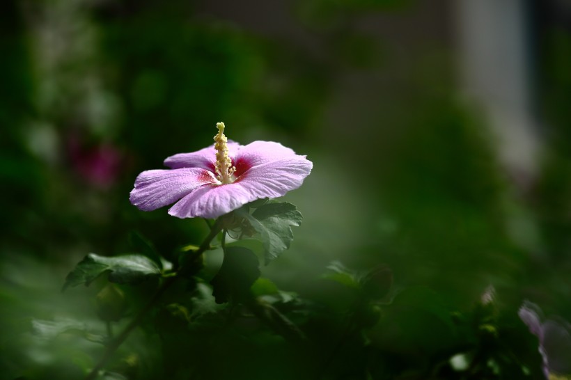 木槿花图片