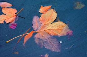 秋季金黄的树叶图片(27张)