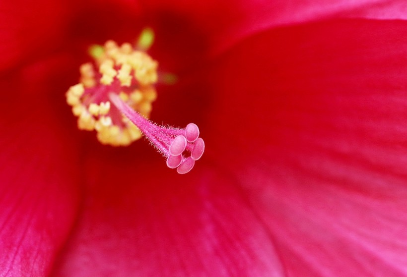 芙蓉葵花卉图片