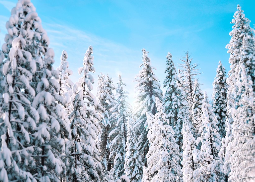 美丽的雪松图片