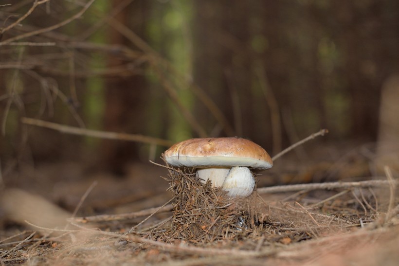 森林里的野蘑菇图片