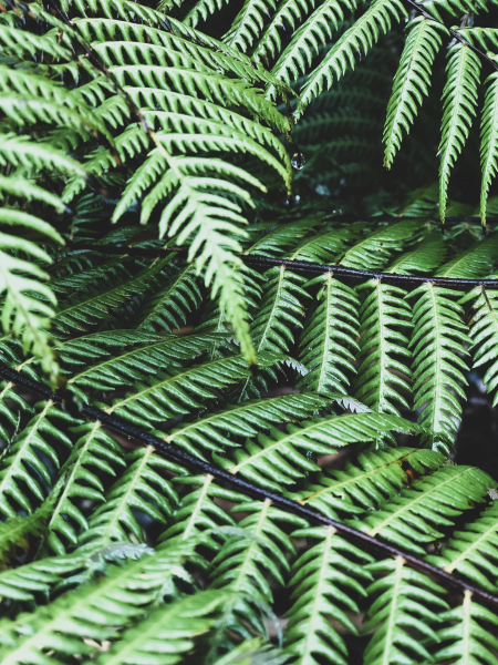 野生绿色蕨类植物图片