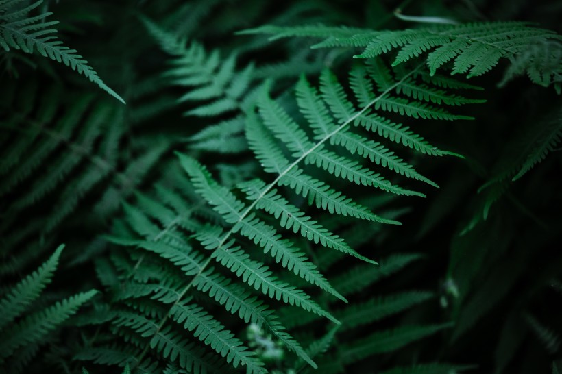 野生绿色蕨类植物图片