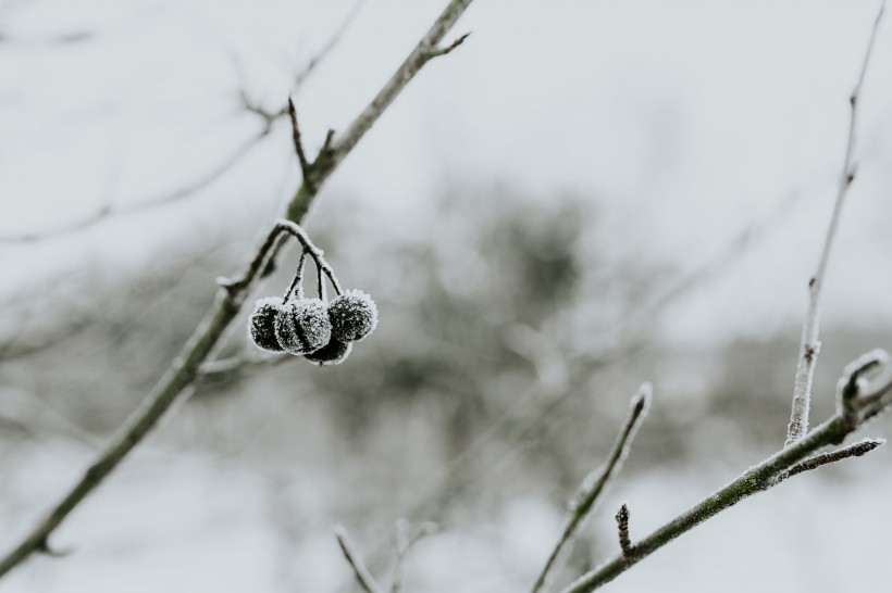 雪树的特写图片