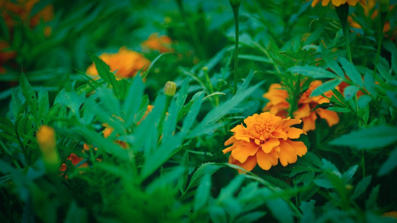 鲜艳的花朵图片