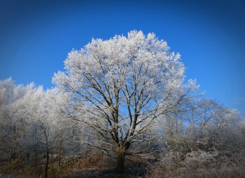 冬日里的雪树的特写图片