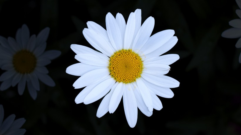 白色淡雅的雏菊花图片