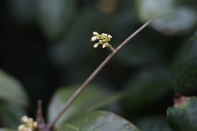 清香淡雅的桂花图片(11张)