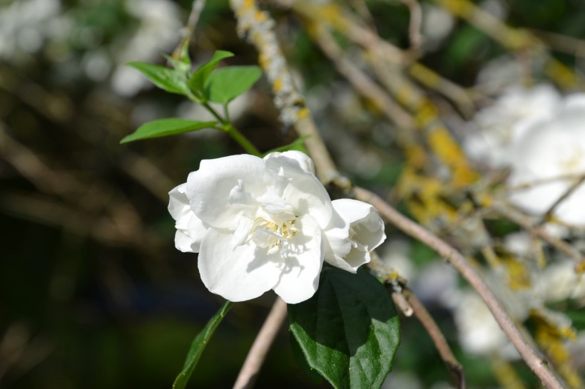 芳香洁白的茉莉花图片