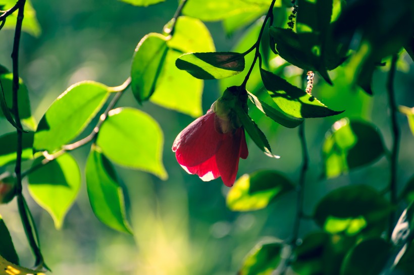 漂亮好看的山茶花图片