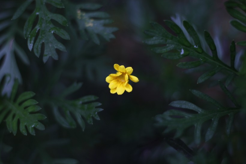 黄色的野生菊花图片