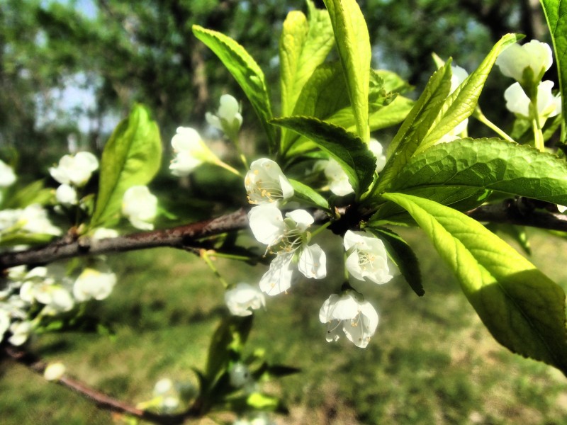 白色的李子花图片