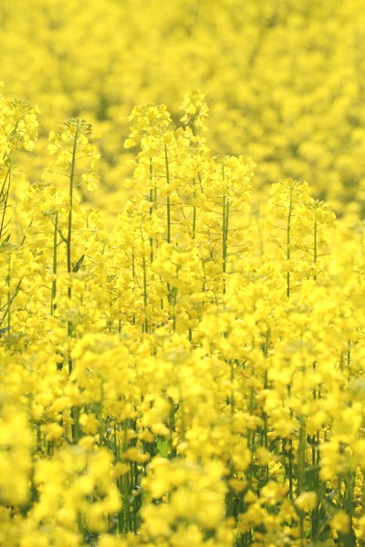 金黄色的油菜花图片