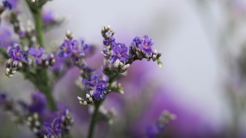 漂亮的干花花束图片