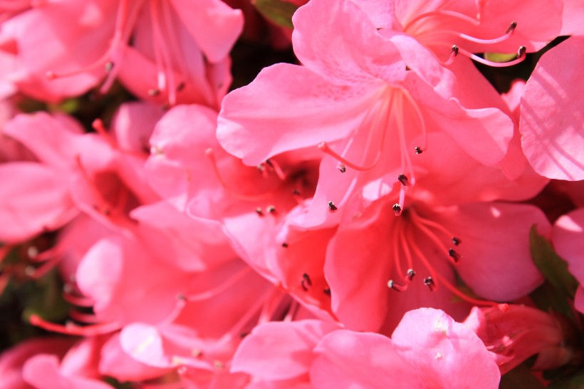 粉色杜鹃花特写图片