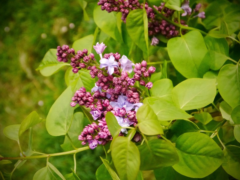 热闹盛开的丁香花图片