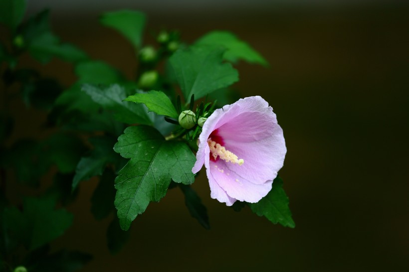 木槿花图片