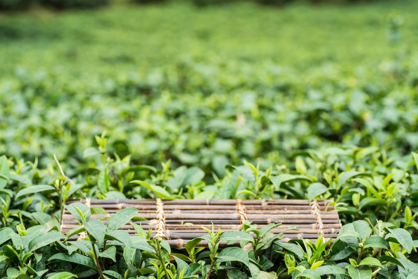 风景优美的茶树图片