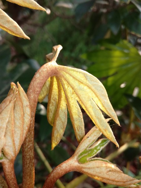 野外的植物图片