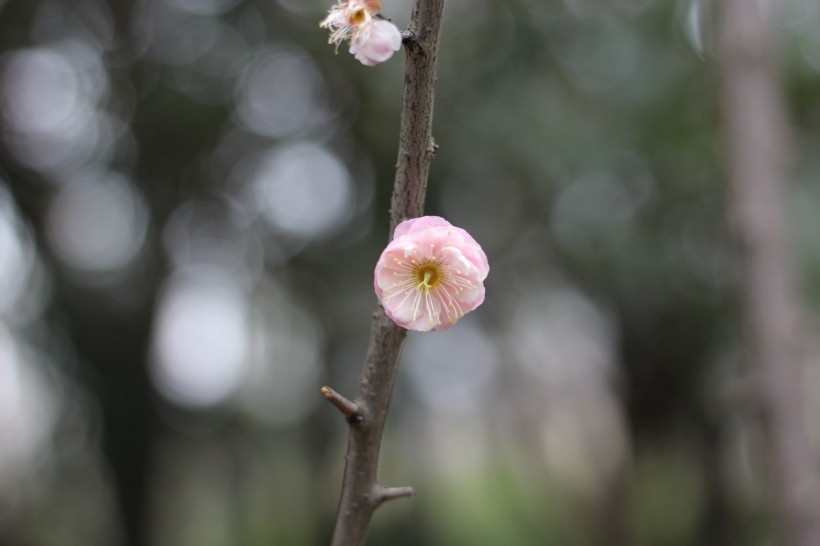 粉色的江梅花图片