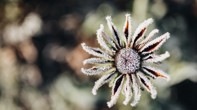 冰雪覆盖的植物图片