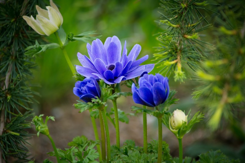 紫色日本银莲花图片