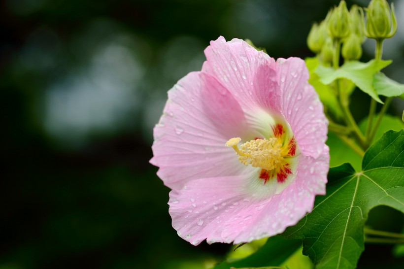 纯洁的芙蓉花图片