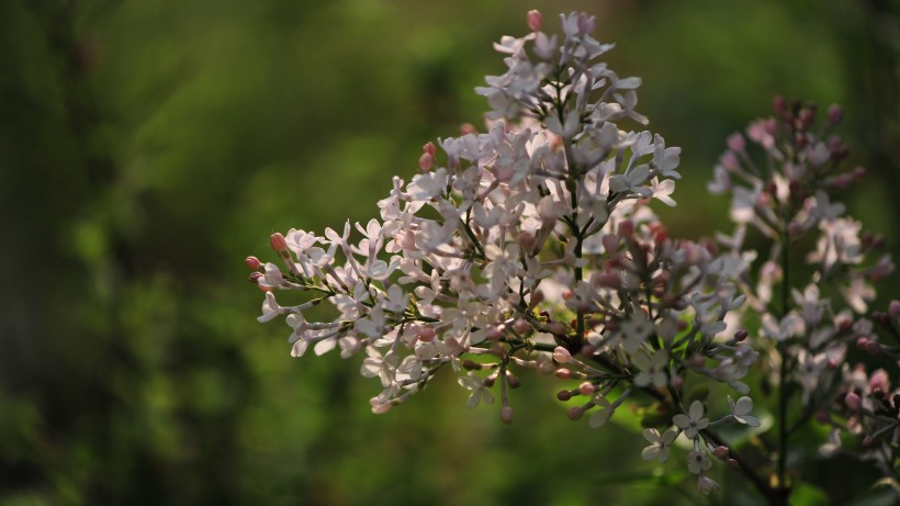 让人心情舒畅的丁香花图片