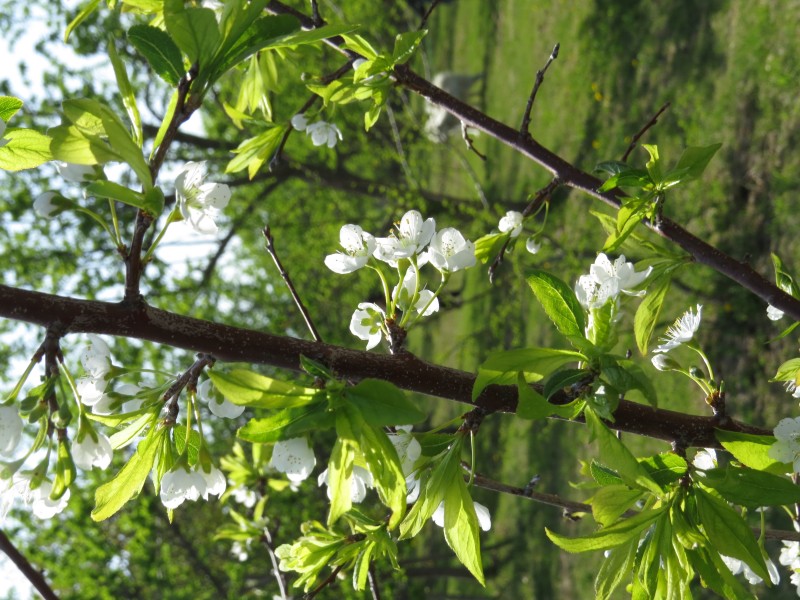 白色的李子花图片