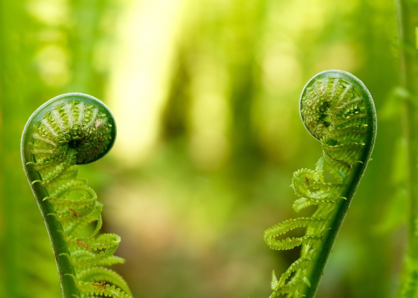 野生绿色蕨类植物图片