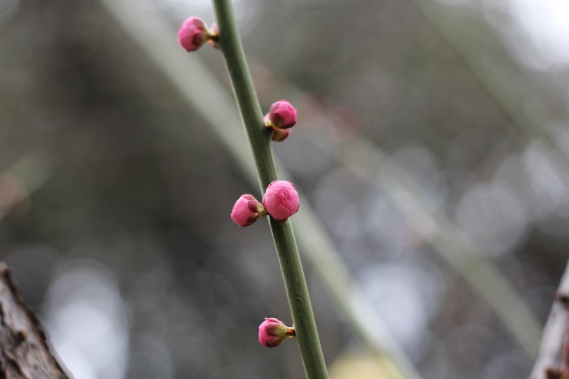 含苞待放的梅花图片