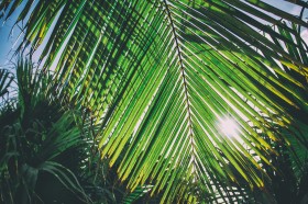 郁郁葱葱茂盛的棕榈树图片(54张)